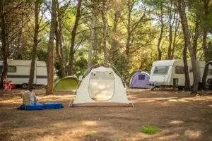Campgrounds in the pine forest