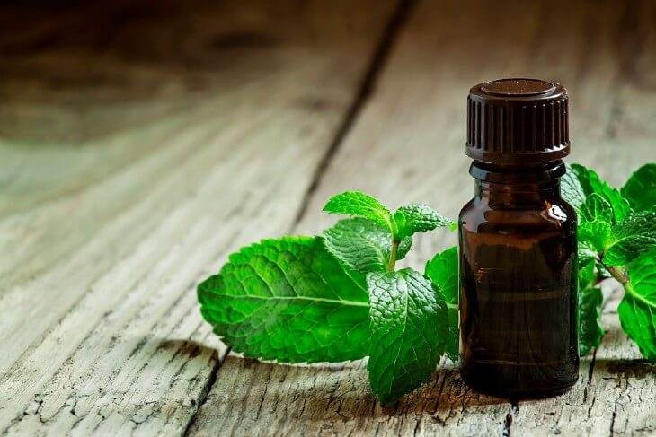 Preventing mice with peppermint essential oil